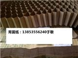 育苗紙研發成功