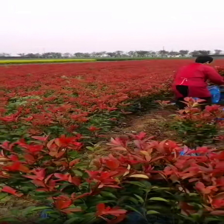 陜西紅葉石楠繁育基地 在西安周至裕森苗圃成功繁育200萬棵