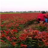 陜西紅葉石楠繁育基地 在西安周至裕森苗圃成功繁育200萬棵