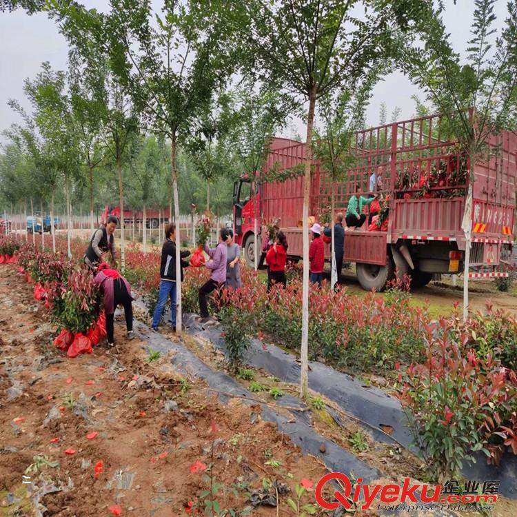 陜西西安紅葉石楠綠化苗 在周至裕森苗圃出圃300萬(wàn)棵