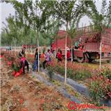 陜西西安紅葉石楠綠化苗 在周至裕森苗圃出圃300萬棵