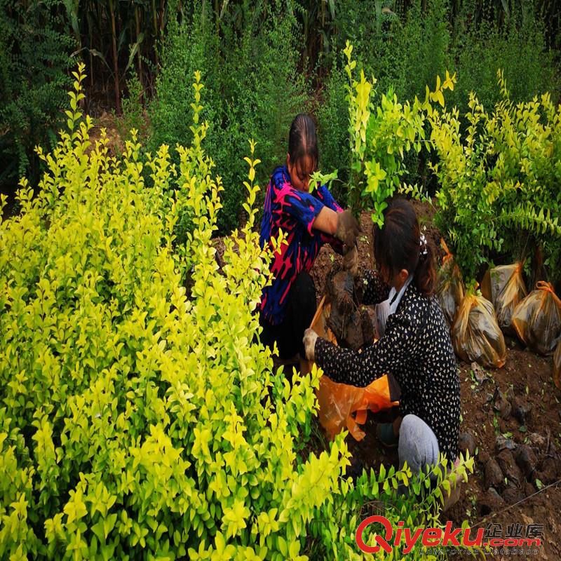 陜西西安金葉女貞綠籬苗 在周至裕森苗圃秋季出圃80萬棵