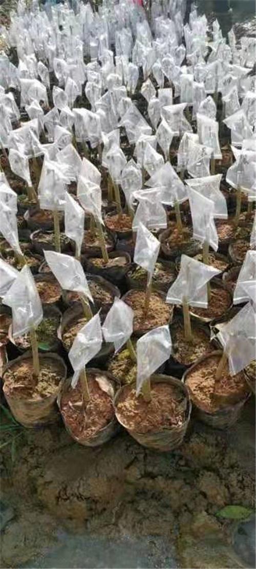 纯种奇楠嫁接苗 (2)