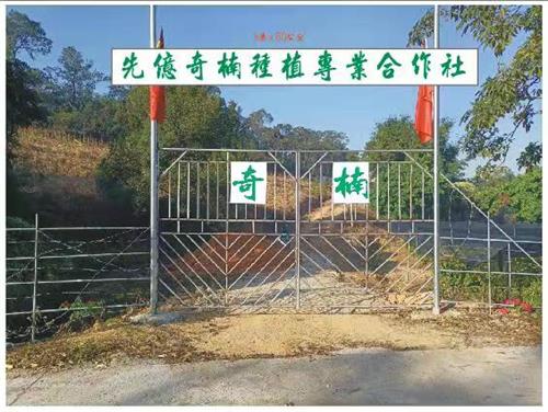 纯种奇楠嫁接苗 (5)