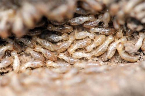 中山有害生物防治介绍白蚁危害性