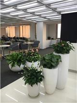 中山市辦公室綠植花卉租賃
