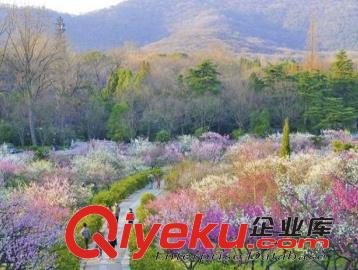 南京旅游春季特惠賞花線路