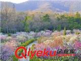 南京旅游春季特惠賞花線路