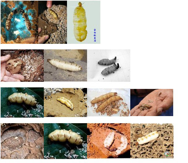 怎样才能有效的灭治白蚁？根除白蚁