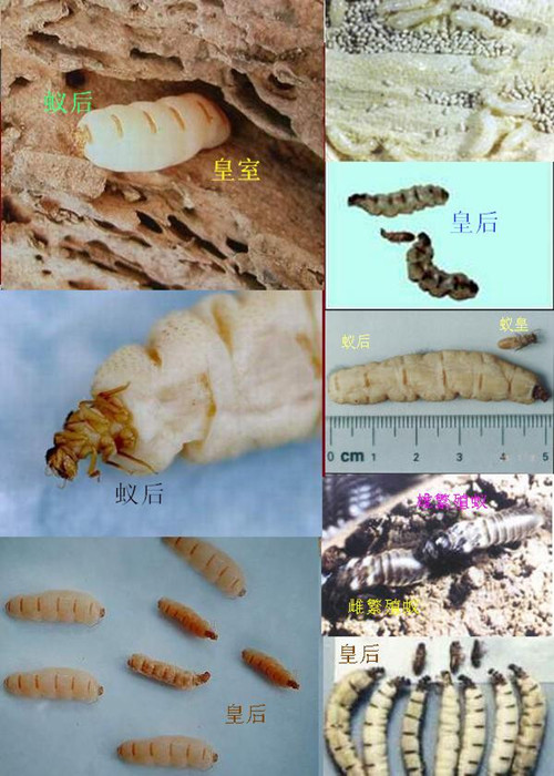 怎样杜绝白蚁入侵我们的家居