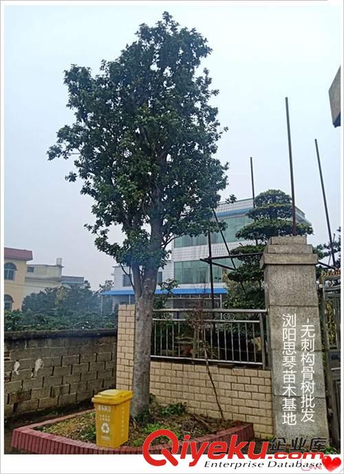 造型奇特的造型狗骨樹價格怎么估算？看完定價八九不離十吧