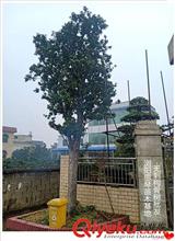 造型奇特的造型狗骨樹(shù)價(jià)格怎么估算？看完定價(jià)八九不離十吧