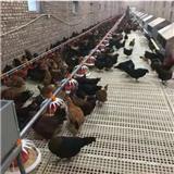 養雞用塑料墊板雞用漏糞板安裝散養雞漏糞地板
