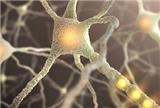 瞬間移動并非遙不可及：生物量子疊加