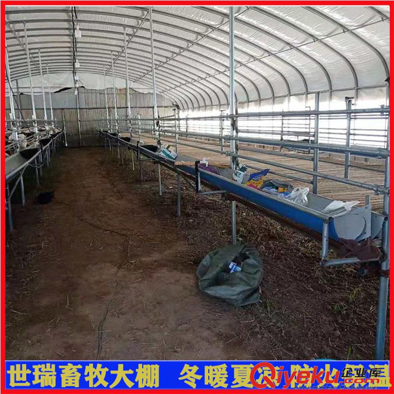 搭建標準養(yǎng)羊大棚 羊棚施工方法 世瑞畜牧設備