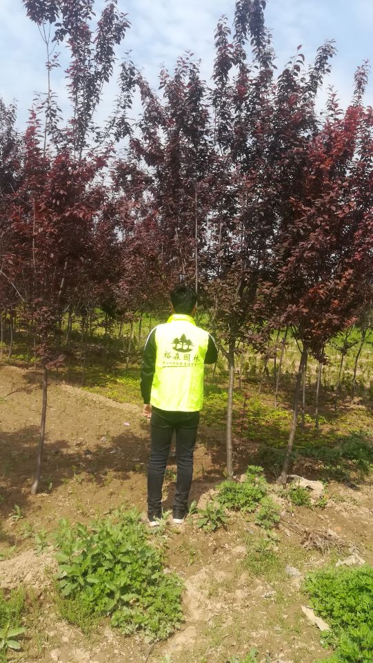 紅葉李綠化樹苗購買、陜西西安周至縣苗木花卉批發(fā)基地