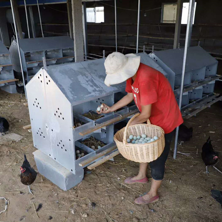 雞用下蛋窩 雙層雞產蛋房 24穴產蛋箱廠家批發