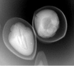 种子果仁食品内部结构虫孔检测仪 XRAY检测