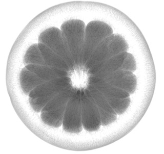 種子檢測儀器,植物測定儀,生物檢測儀器-安竹光電原始圖片3