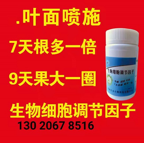 宜昌市供應(yīng)佳農(nóng)生物黃瓜膨果60克噴施肥的使用方法原始圖片3