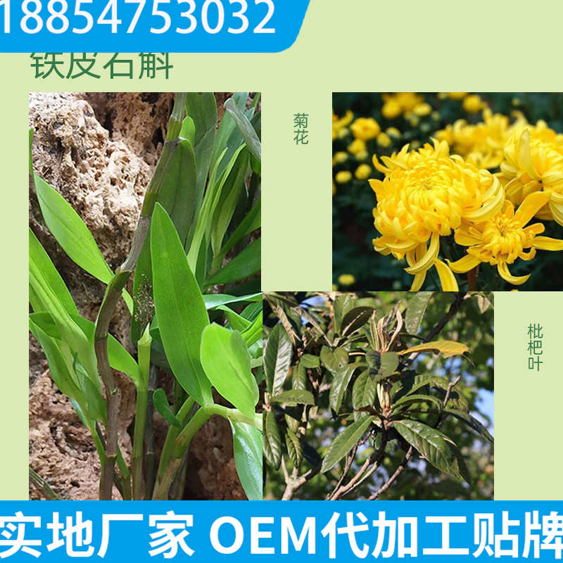 贴牌包工包料代加工厂 代用茶OEM贴牌 百未草铁皮石斛代用茶