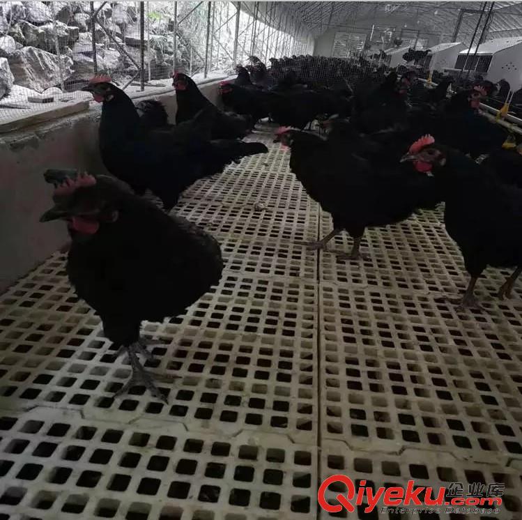 中興塑料雞糞隔糞板雞鴨鵝養(yǎng)殖漏糞板塑料雞用地板
