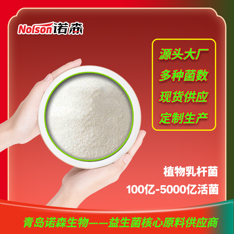 供應植物乳桿菌100億活菌益生菌固體飲料原料青島諾森生物