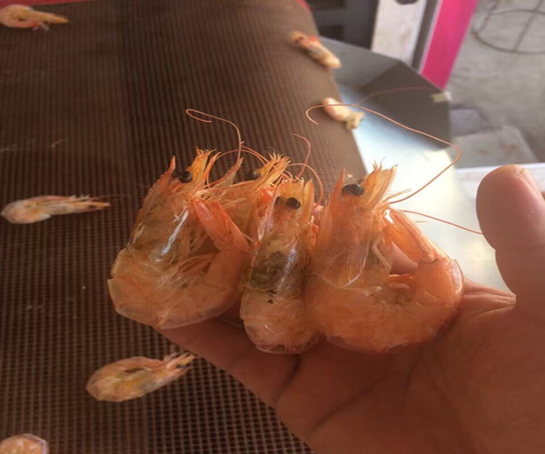 紅殼嫩肉的微波對蝦烘烤設備隧道爐原始圖片2